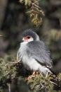 Pygmy Falcon