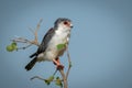 Pygmy falcon on branch against blue sky Royalty Free Stock Photo