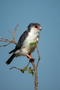 Pygmy falcon on branch with blue sky Royalty Free Stock Photo