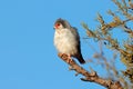 Pygmy falcon on a branch, South Africa