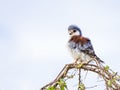 Pygmy Falcon perched on a branch in Kenya Royalty Free Stock Photo