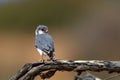 Pygmy Falcon