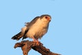 Pygmy falcon on a branch
