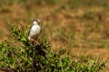 Pygmy Falcon