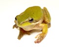 Pygmy frog on white Royalty Free Stock Photo