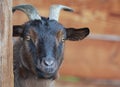 A pygmy goat. Royalty Free Stock Photo