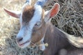 Pygmy Goat - 2 Royalty Free Stock Photo
