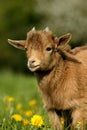 PYGMY GOAT OR DWARF GOAT capra hircus, 3 MONTHS OLD BABY WITH FLOWERS Royalty Free Stock Photo