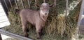 Pygmy goat kid munching on straw - Baby Goat - Capra aegagrus hircus Royalty Free Stock Photo