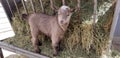 Pygmy goat kid munching on straw - Baby Goat - Capra aegagrus hircus Royalty Free Stock Photo