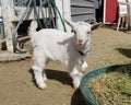 Pygmy goat kid munching on straw - Baby Goat - Capra aegagrus hircus Royalty Free Stock Photo