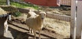 Pygmy goat mother in the barnyard - Capra aegagrus hircus