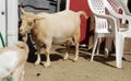 Pygmy goat mother in the barnyard - Capra aegagrus hircus