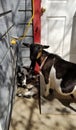 Pygmy goat mother in the barnyard - Capra aegagrus hircus