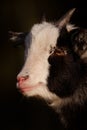 Pygmy Goat's Face On Dark Background Royalty Free Stock Photo