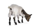 Pygmy goat on white background Royalty Free Stock Photo