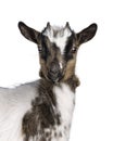 Pygmy goat on white background Royalty Free Stock Photo