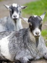 Pygmy goats cooling in the shade Royalty Free Stock Photo