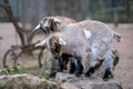 The Pygmy Goat Royalty Free Stock Photo