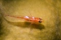 Pygmy goby Royalty Free Stock Photo