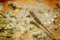 Pygmy goby Royalty Free Stock Photo