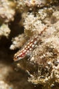 Pygmy goby Royalty Free Stock Photo