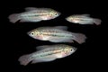 Pygmy gourami (Trichopsis pumilus) aquarium fish