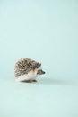 pygmy hedgehog.prickly pet. Gray hedgehog with white spots.Hedgehog on blue background. Place for text. Funny cute