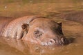 Pygmy Hippo Royalty Free Stock Photo