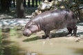 Pygmy hippo (Choeropsis liberiensis) Royalty Free Stock Photo