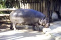 Pygmy Hippo cloven-hoofed mammal of Western Africa thick skin of the nostrils Royalty Free Stock Photo