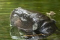 pygmy hippo in water Royalty Free Stock Photo