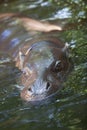 Pygmy hippo playing Royalty Free Stock Photo