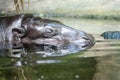 Pygmy hippo