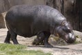 Pygmy hippopotamus Royalty Free Stock Photo