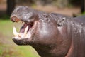 Pygmy hippopotamus Royalty Free Stock Photo