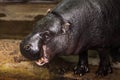 Pygmy hippopotamus Royalty Free Stock Photo