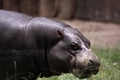 Pygmy hippopotamus Royalty Free Stock Photo