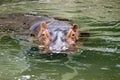 Pygmy hippopotamus Royalty Free Stock Photo