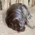 Pygmy hippopotamus Royalty Free Stock Photo