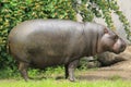 Pygmy hippopotamus