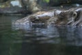 Pygmy Hippopotamus