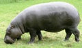 Pygmy Hippopotamus 9 Royalty Free Stock Photo