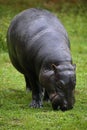 Pygmy Hippopotamus, choeropsis liberiensis, Adult Eating Grass Royalty Free Stock Photo