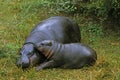 Pygmy Hippopotamus, choeropsis liberiensis, Female with Calf laying down on Grass Royalty Free Stock Photo