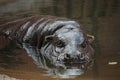 Pygmy hippopotamus (Choeropsis liberiensis or Hexaprotodon liber Royalty Free Stock Photo