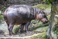 The pygmy hippopotamus (Choeropsis liberiensis or Hexaprotodon liberiensis) Royalty Free Stock Photo