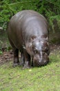 Pygmy hippopotamus - Hexaprotodon liberiensis. Royalty Free Stock Photo