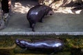 Pygmy hippopotamus Choeropsis Liberiensis or Hexaprotodon Liberiensis. Royalty Free Stock Photo