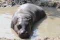 Pygmy hippopotamus Choeropsis liberiensis Hexaprotodon liberiensis Royalty Free Stock Photo